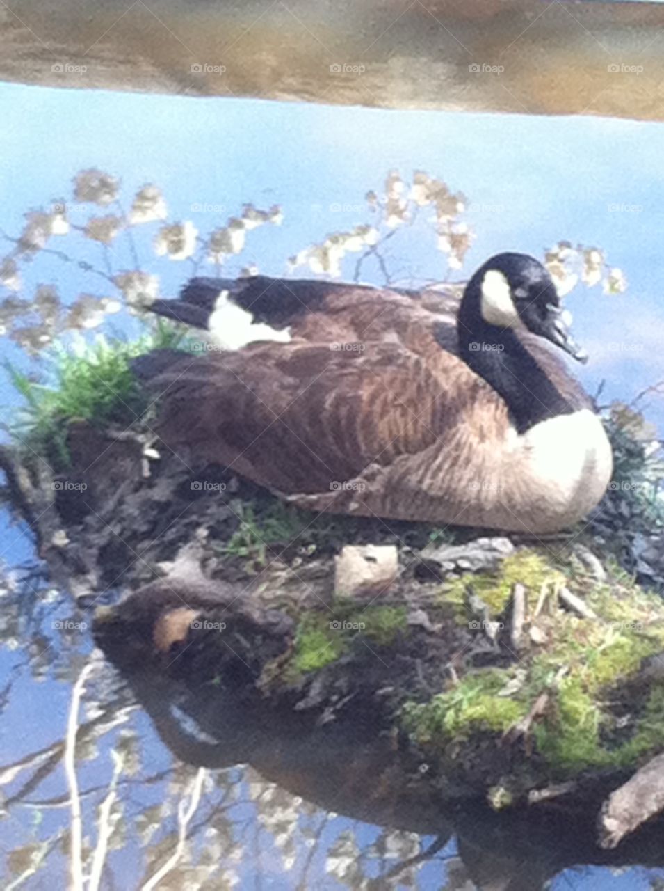 Nesting goose (photo taken by my 6-yr old daughter)