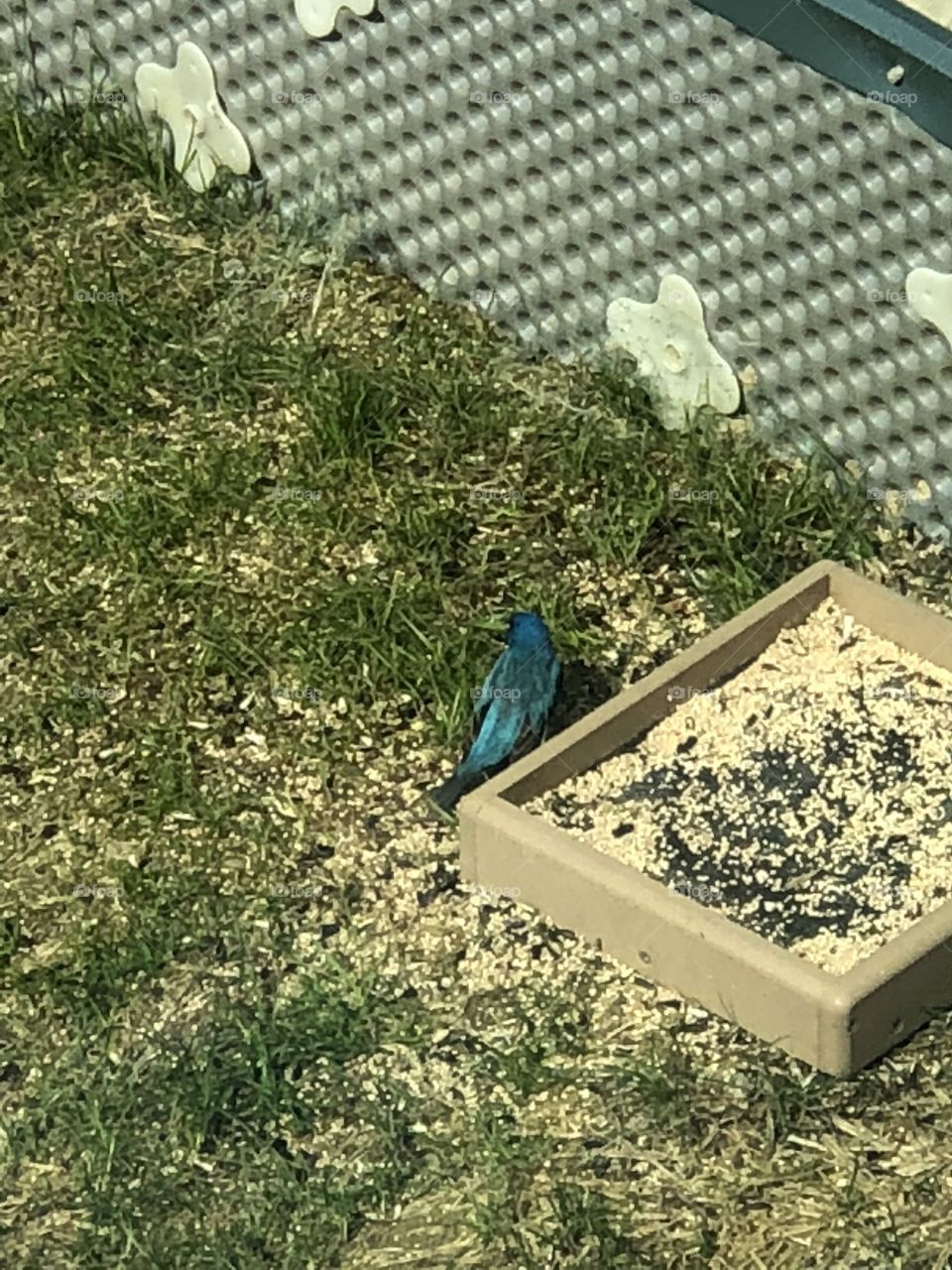 Blue Bird