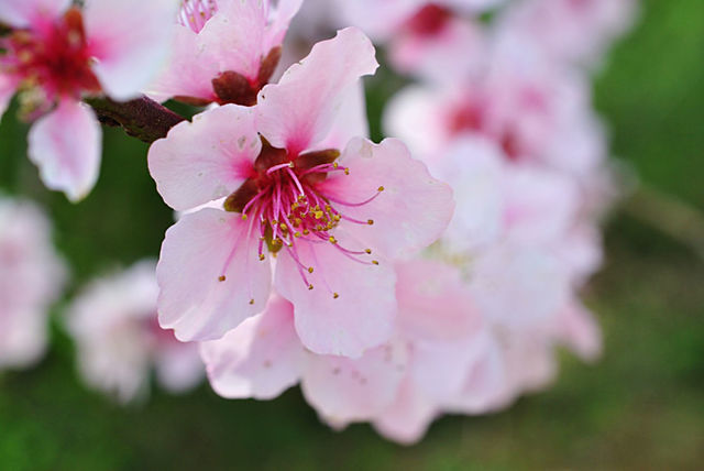 Spring has Sprung 