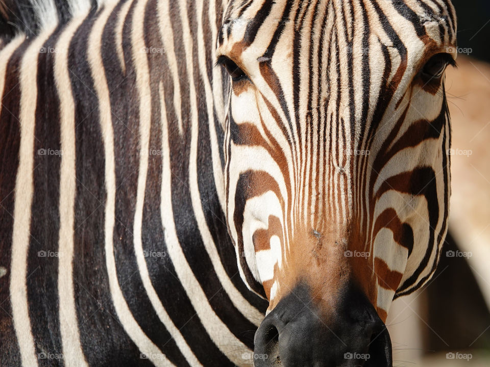 Zebra.