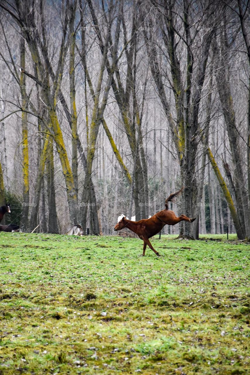Free wild jumping horse