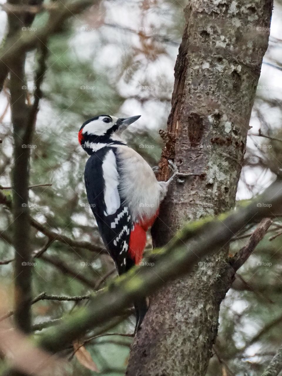 Woodpecker