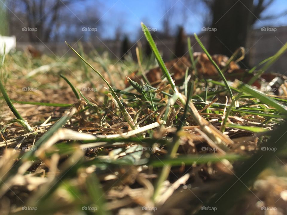 Taking pictures of mostly dead grass. Why? I don't know 