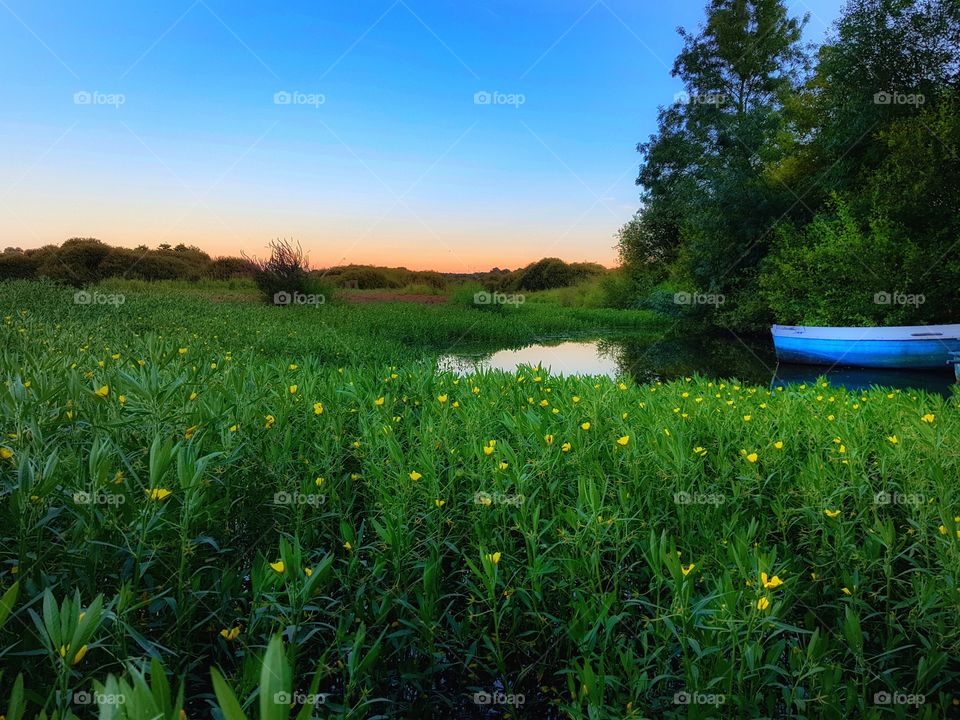 Landscape, Nature, Field, Summer, Grass