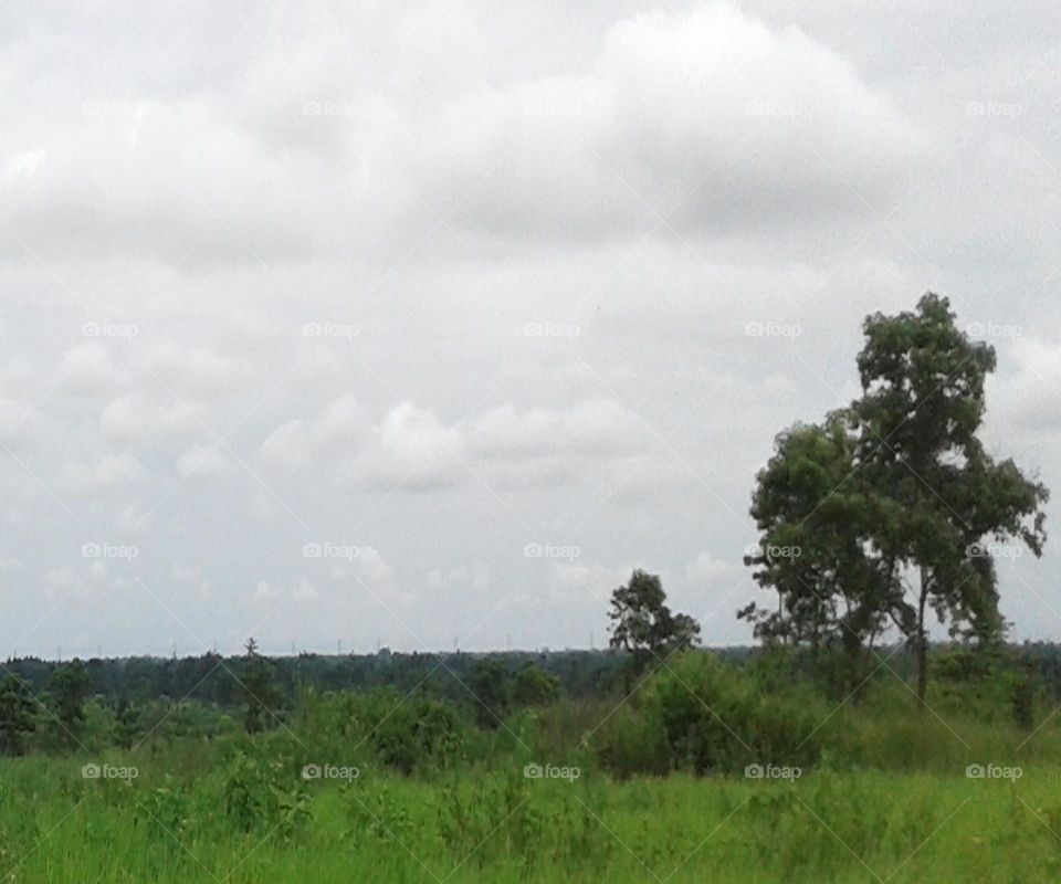 green grass wallpaper green grass green tree  white sky