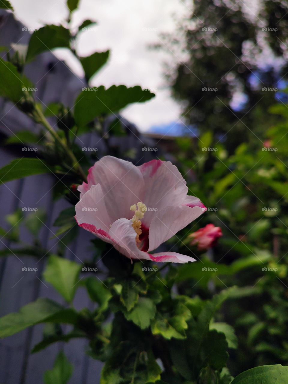 Macro photo of summer