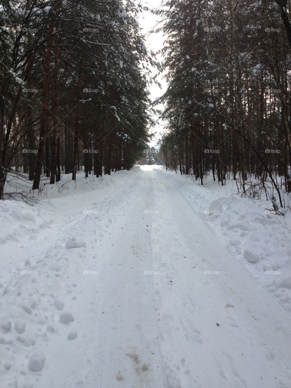 snow winter tree cold by Ingvar