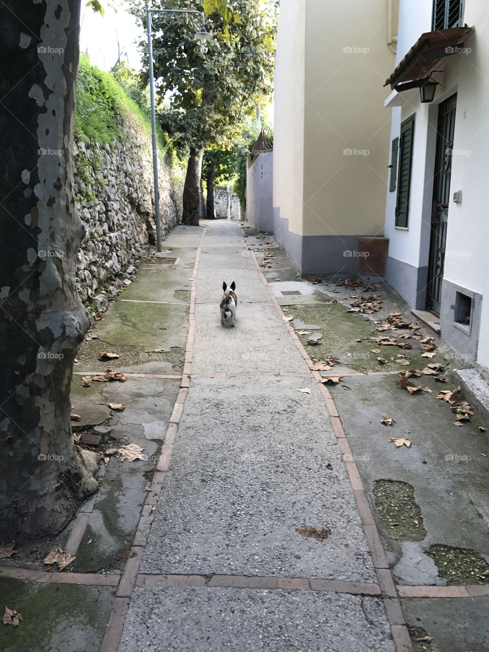 Dog walks away