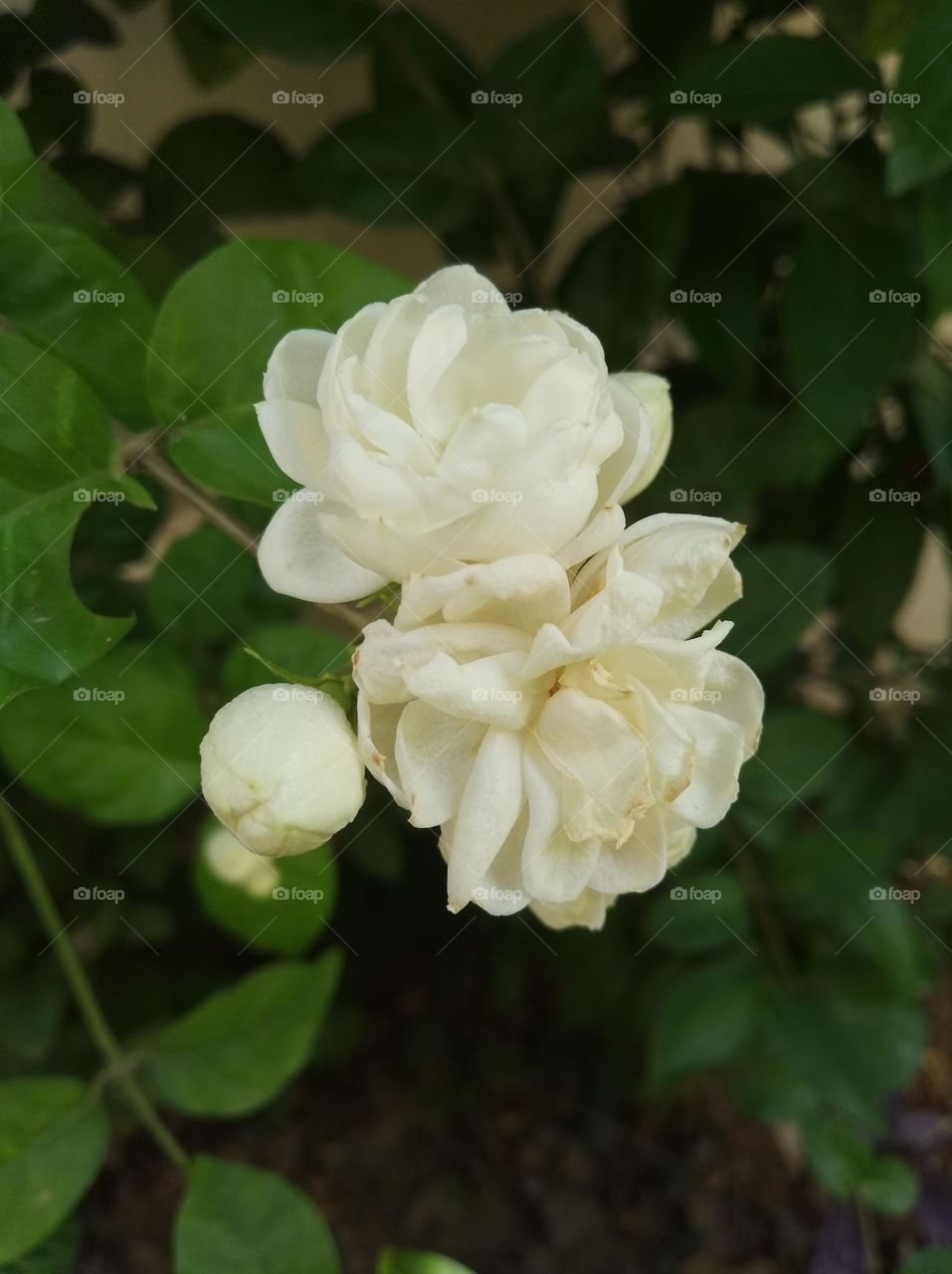 white flower seasonal fresh looks very beautiful generally found everywhere shurb small size