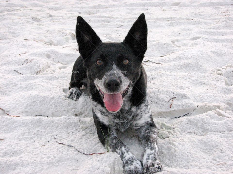 Beach dog