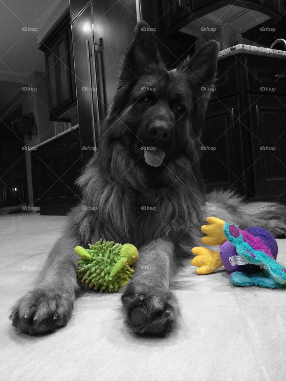 Playtime with Achilles.