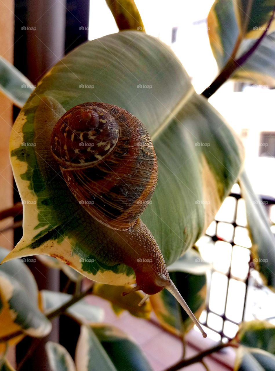 Snail exploring a ficus robusta leaf 🐌 🌱