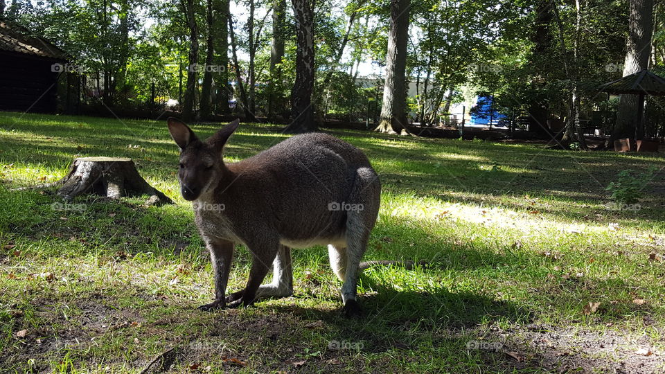 Kangaroo