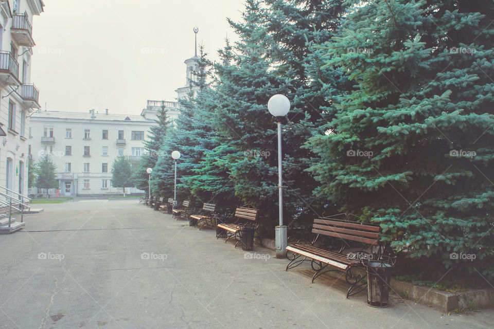 A pedestrian alley with branches and spruces