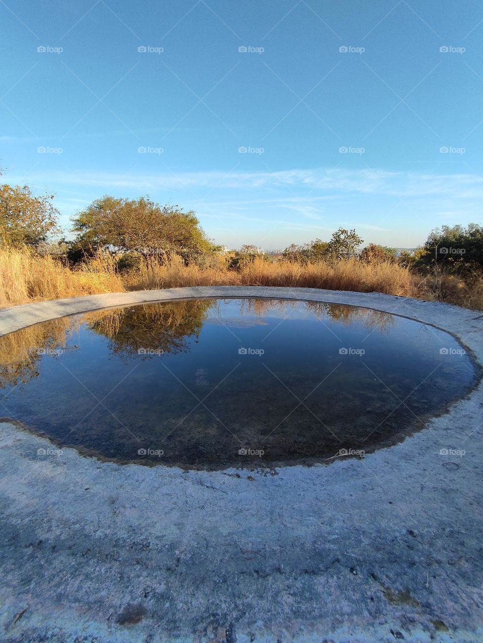 water saucer for animals