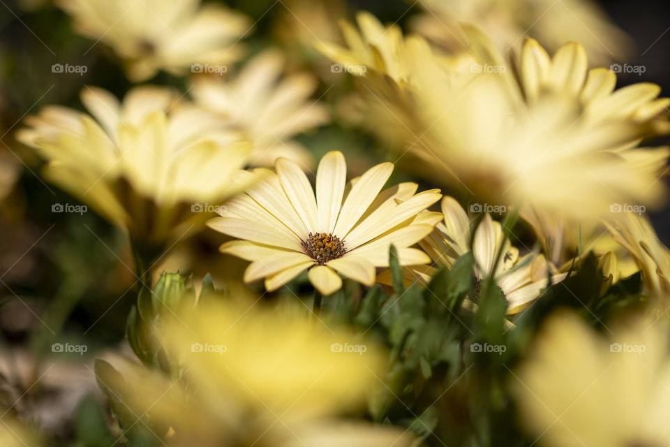 A portrait of a yellow spanish daisy between its friends.