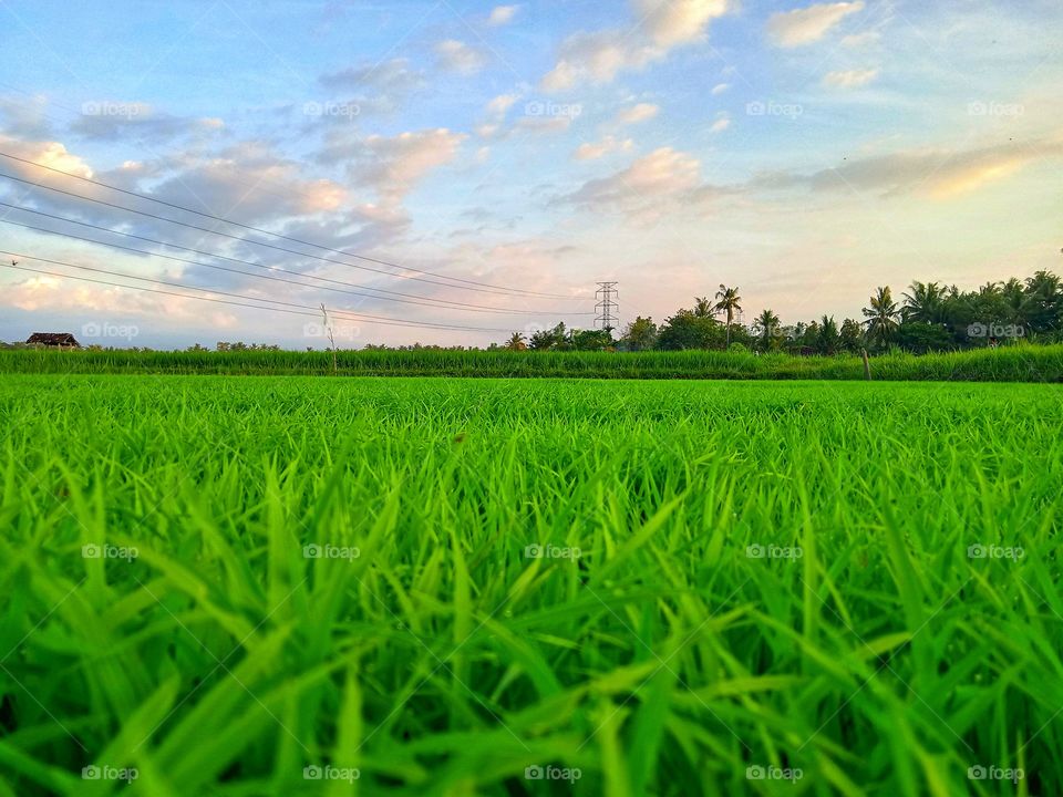 Fresh landscape from rice farm at afternoon in Village. Indonesia
