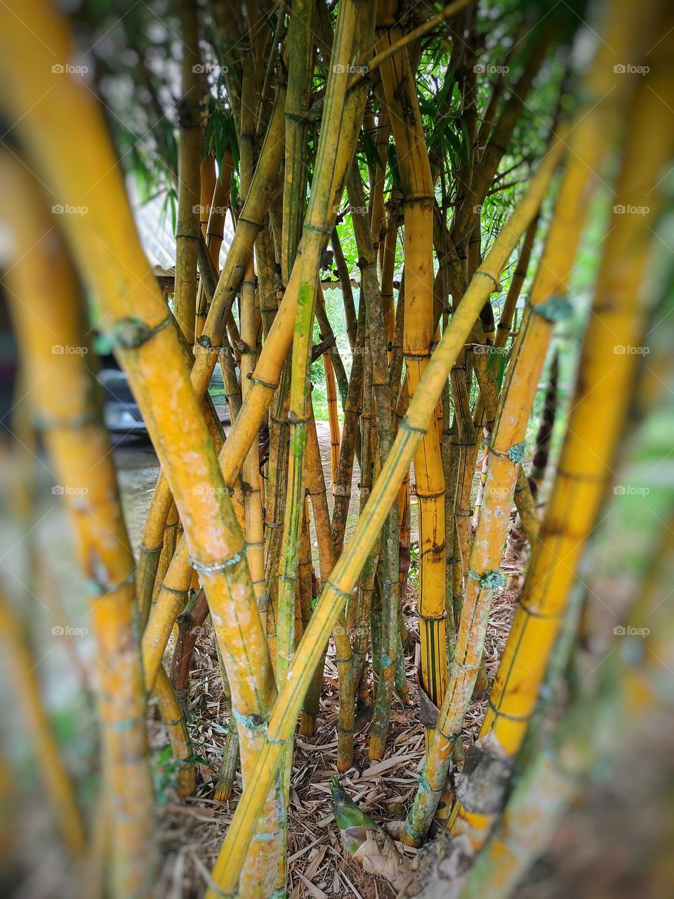 beautiful nature, yellow colored bamboo