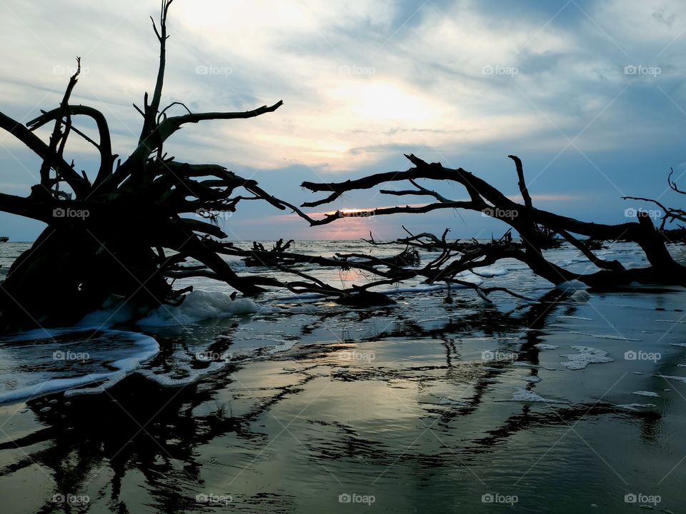 sunrise between the roots