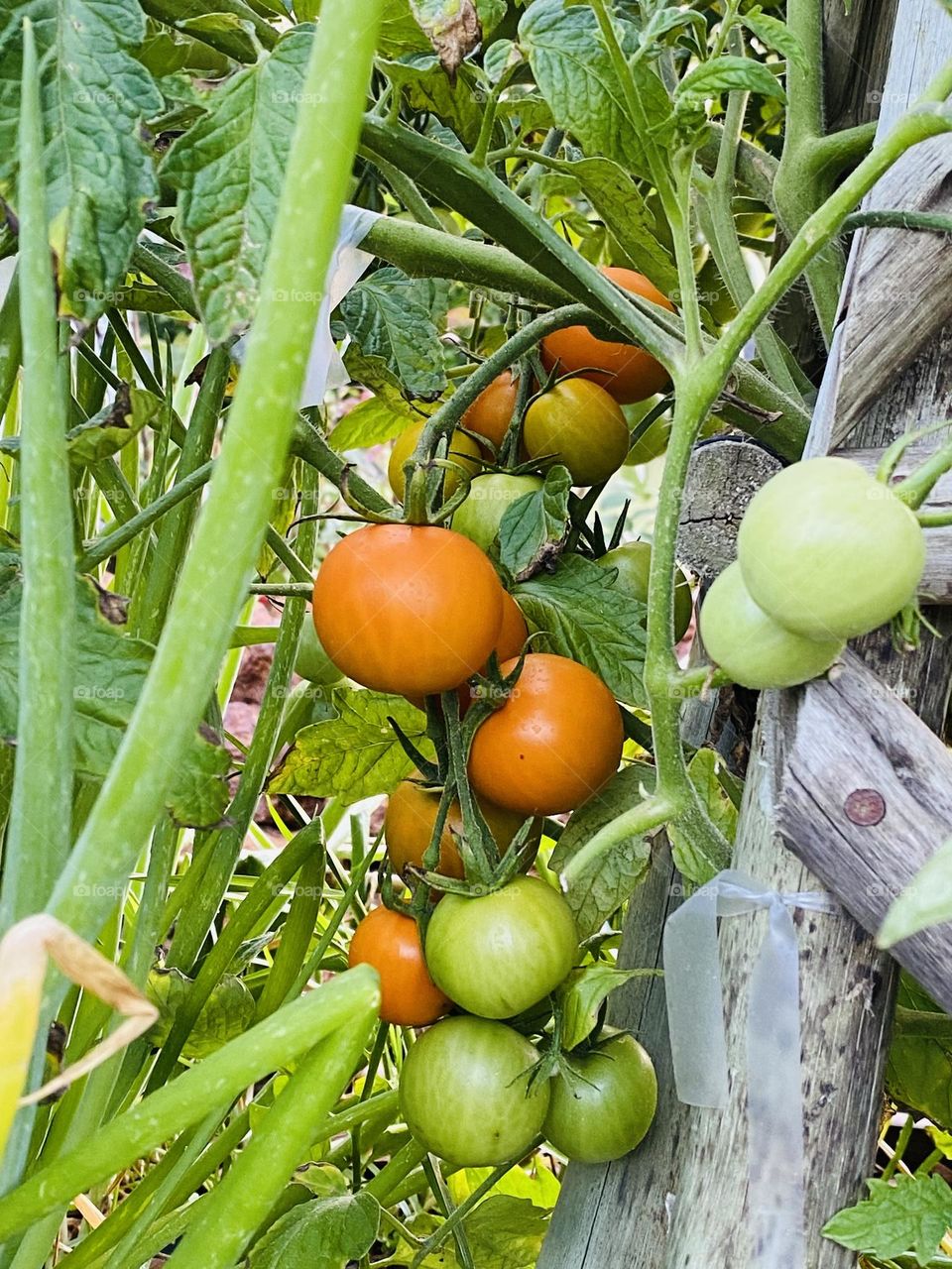 Orange Flame tomatoes on vine