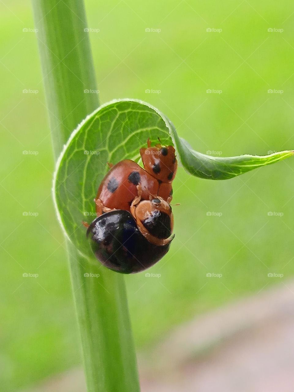 Two ladybugs are in love and hiding under a leaf.