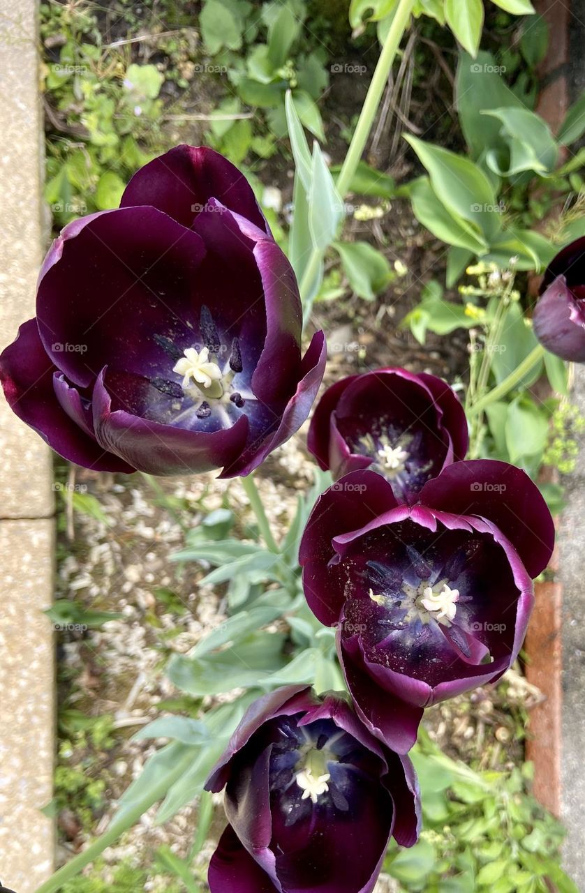 High angle view of purple tulips