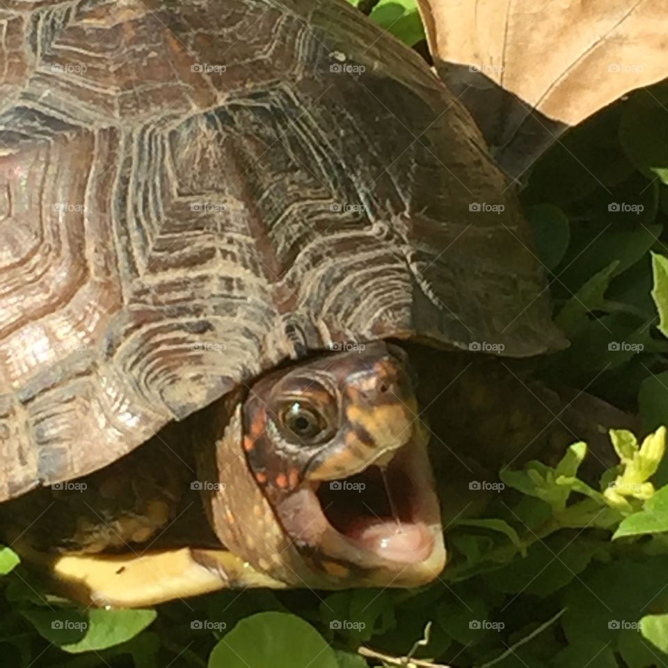 Box turtle caught yawning!