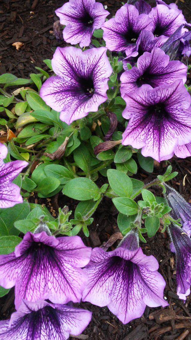 spring. flowers. beauty