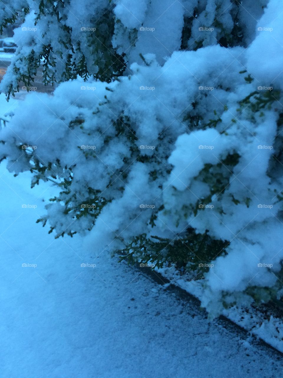 Christmas tree and snow