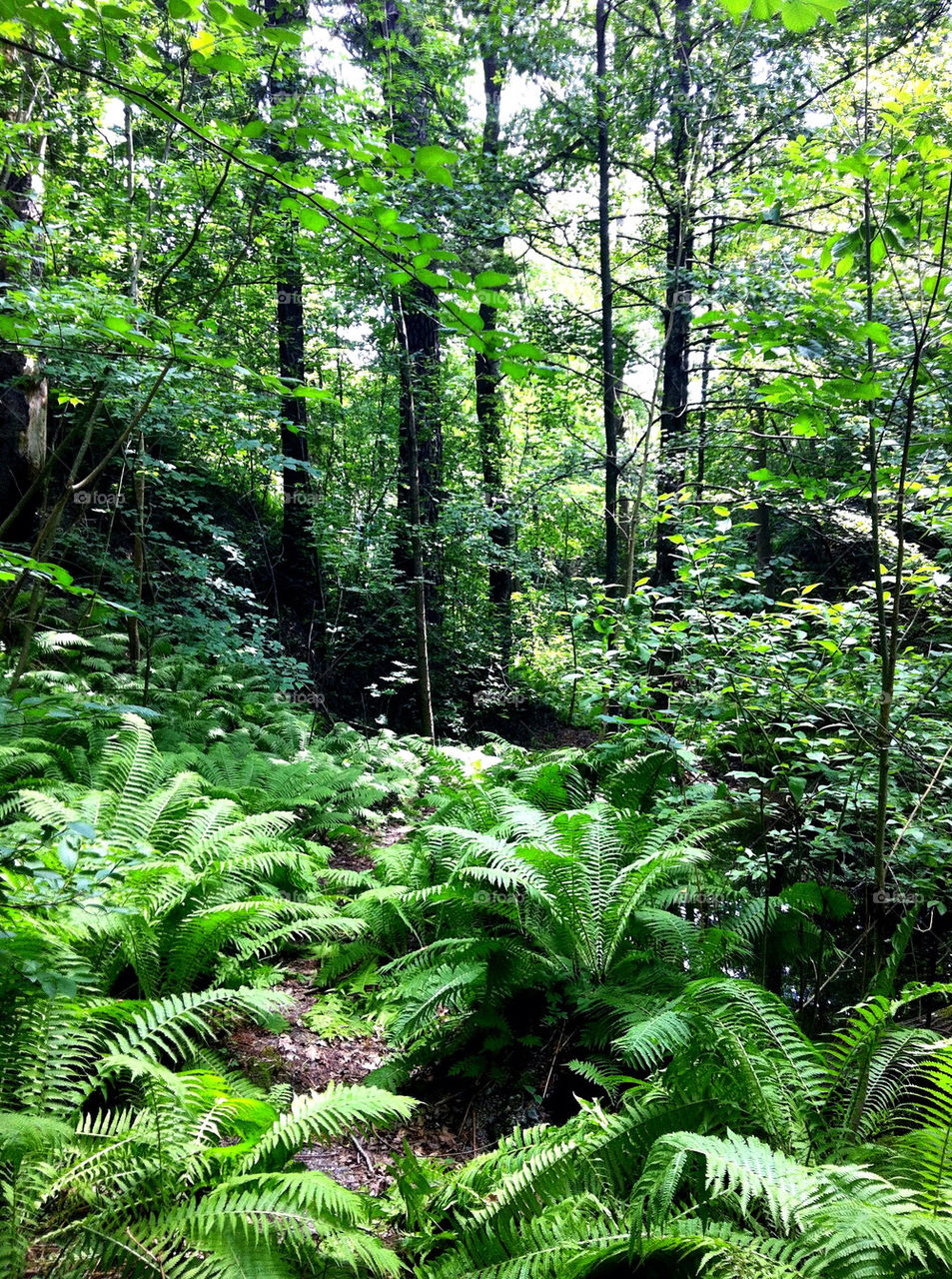 green trees forrest path by nexussix