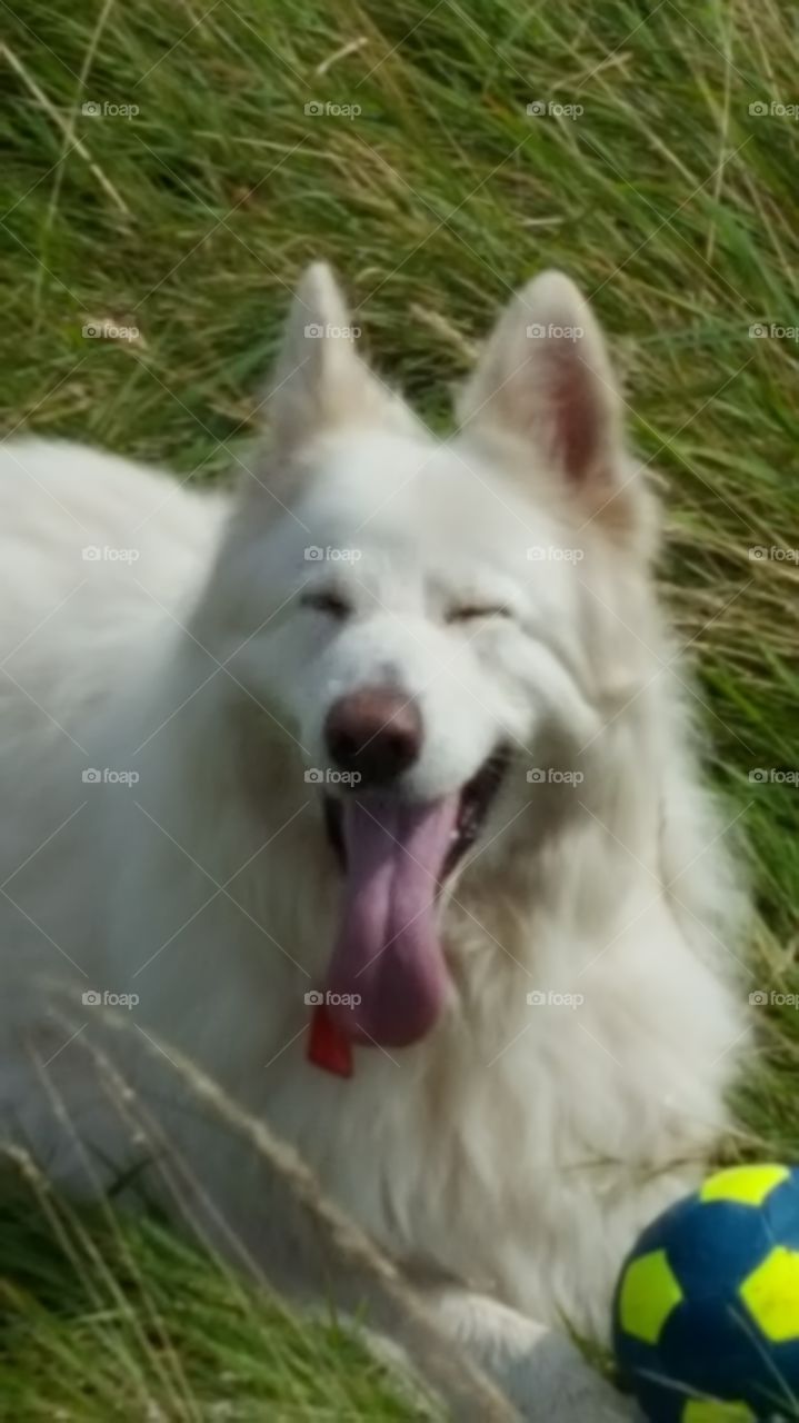 happy dog