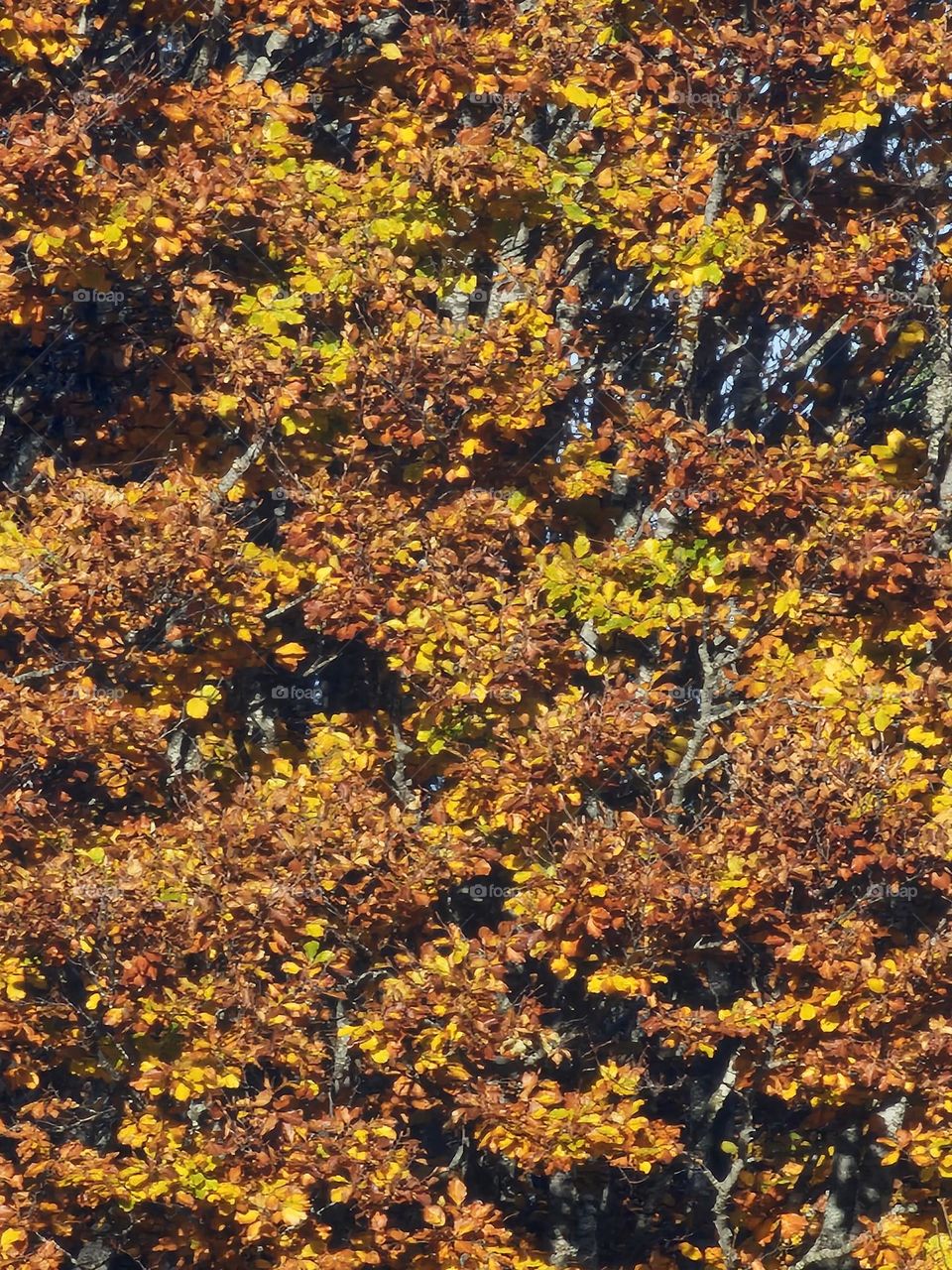 In the colors of autumn