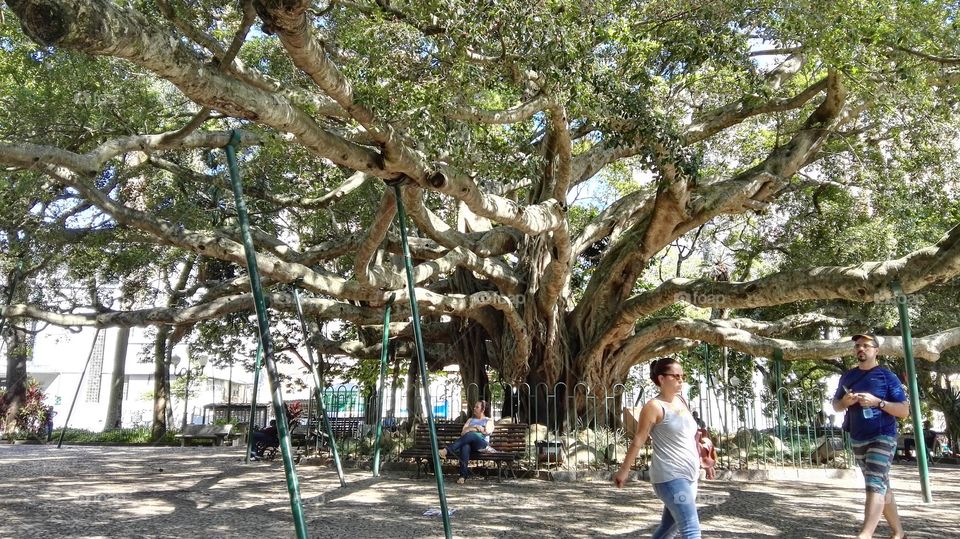 Florianopolis, Santa Catarina, City centre, square, Old tree, rest after walking around.