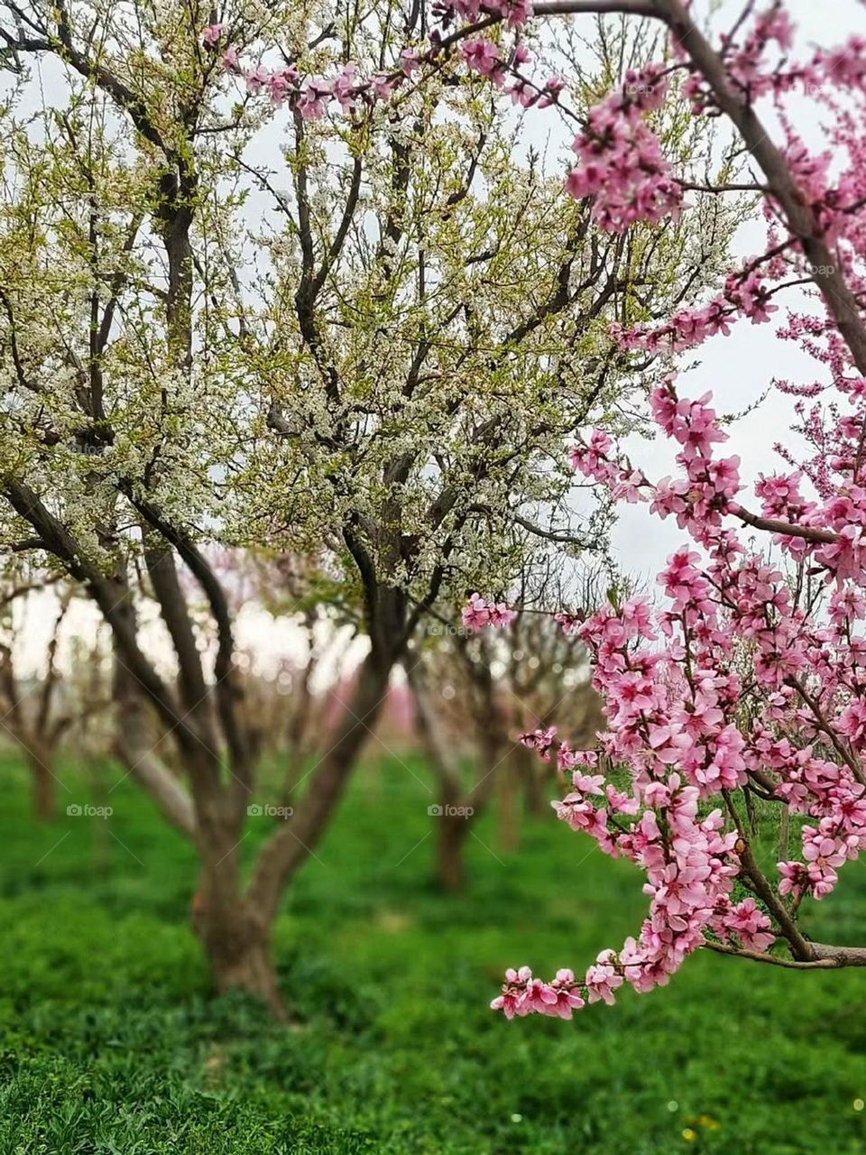 Spring is when life's alive in everything...