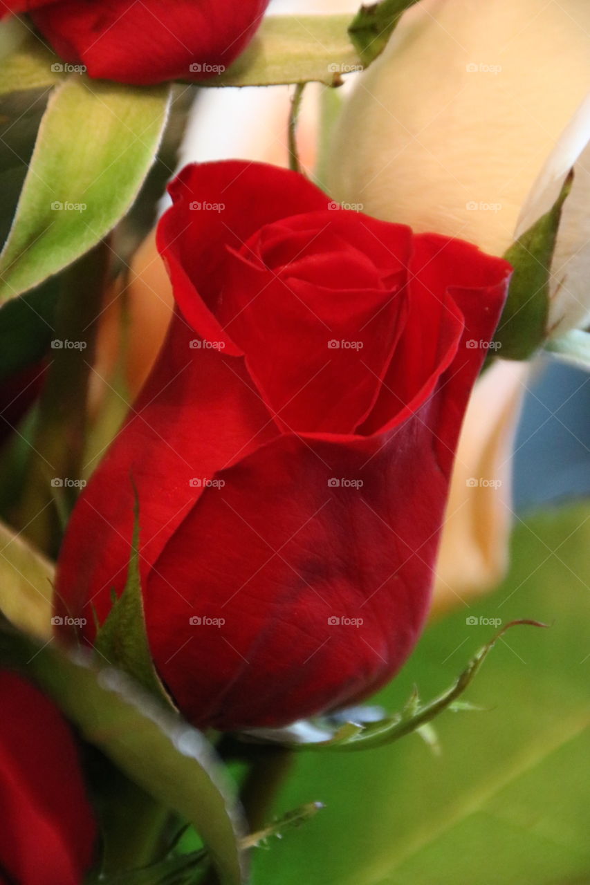 Red rose close up photo 
