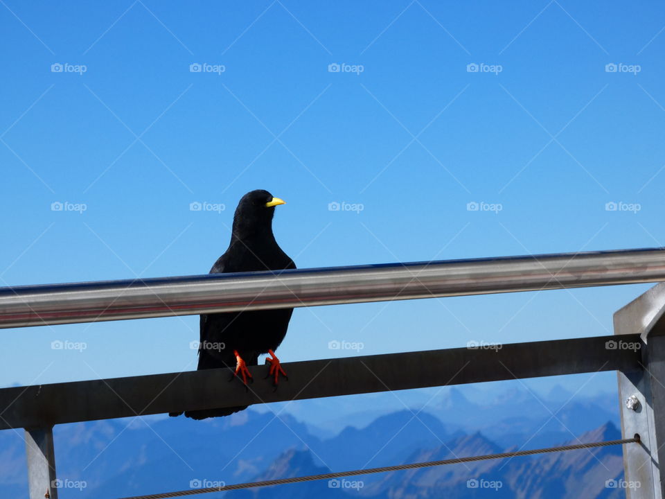 Alpenvogel