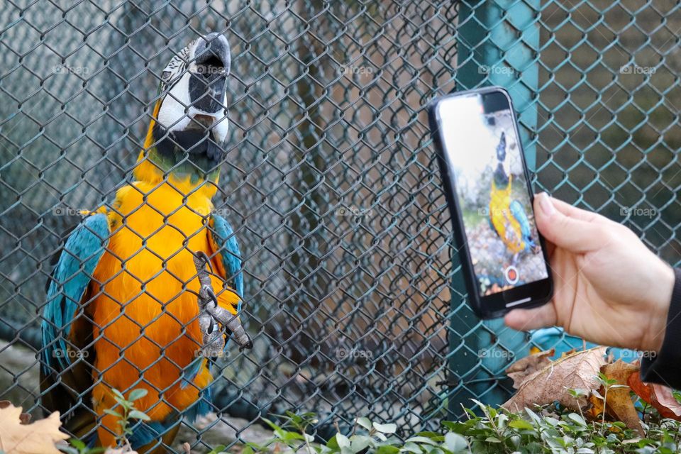 Photographing a blue macaw with a cell phone