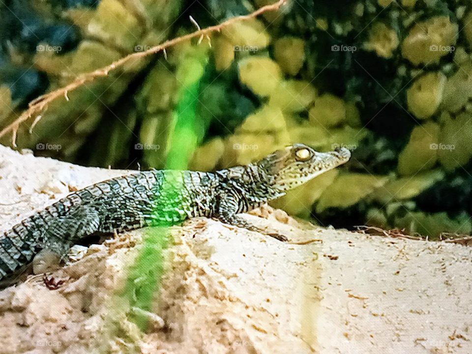 one little crocodile