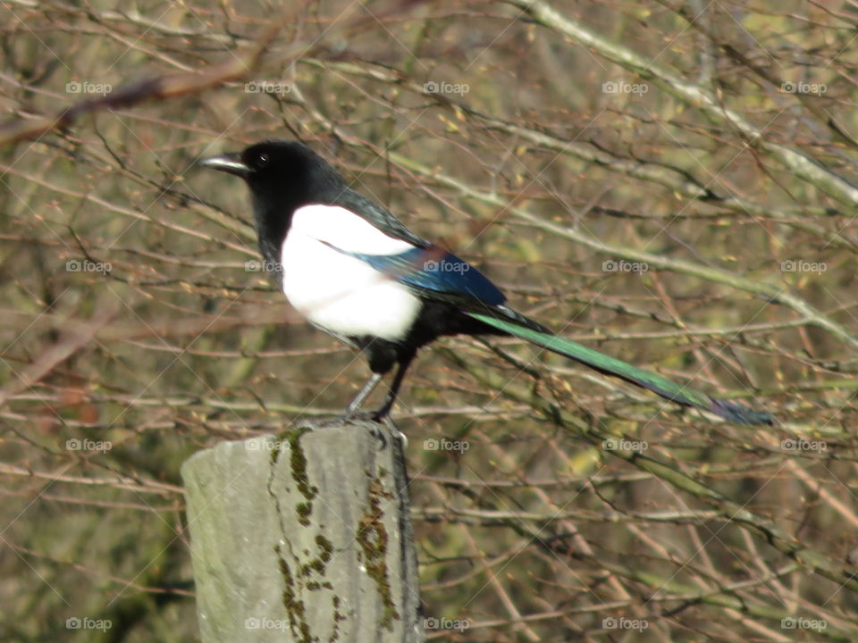 Beautiful magpie