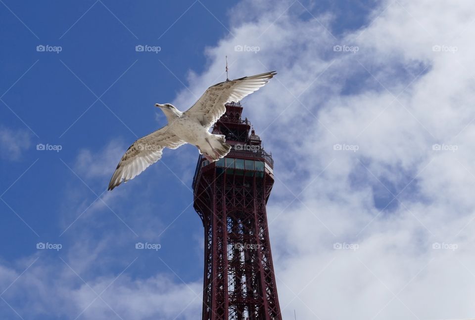 Blackpool Tower Seabird