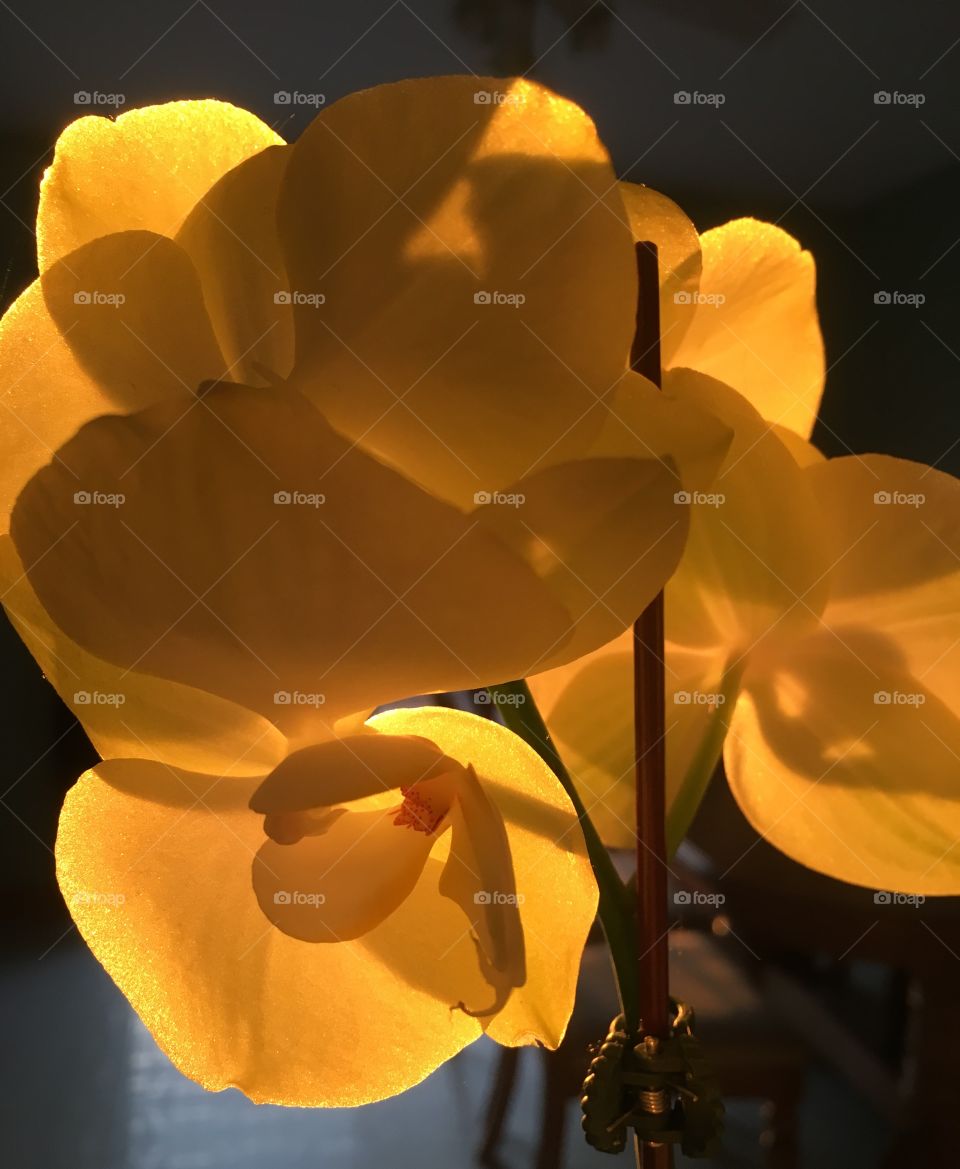 Backlit orchids