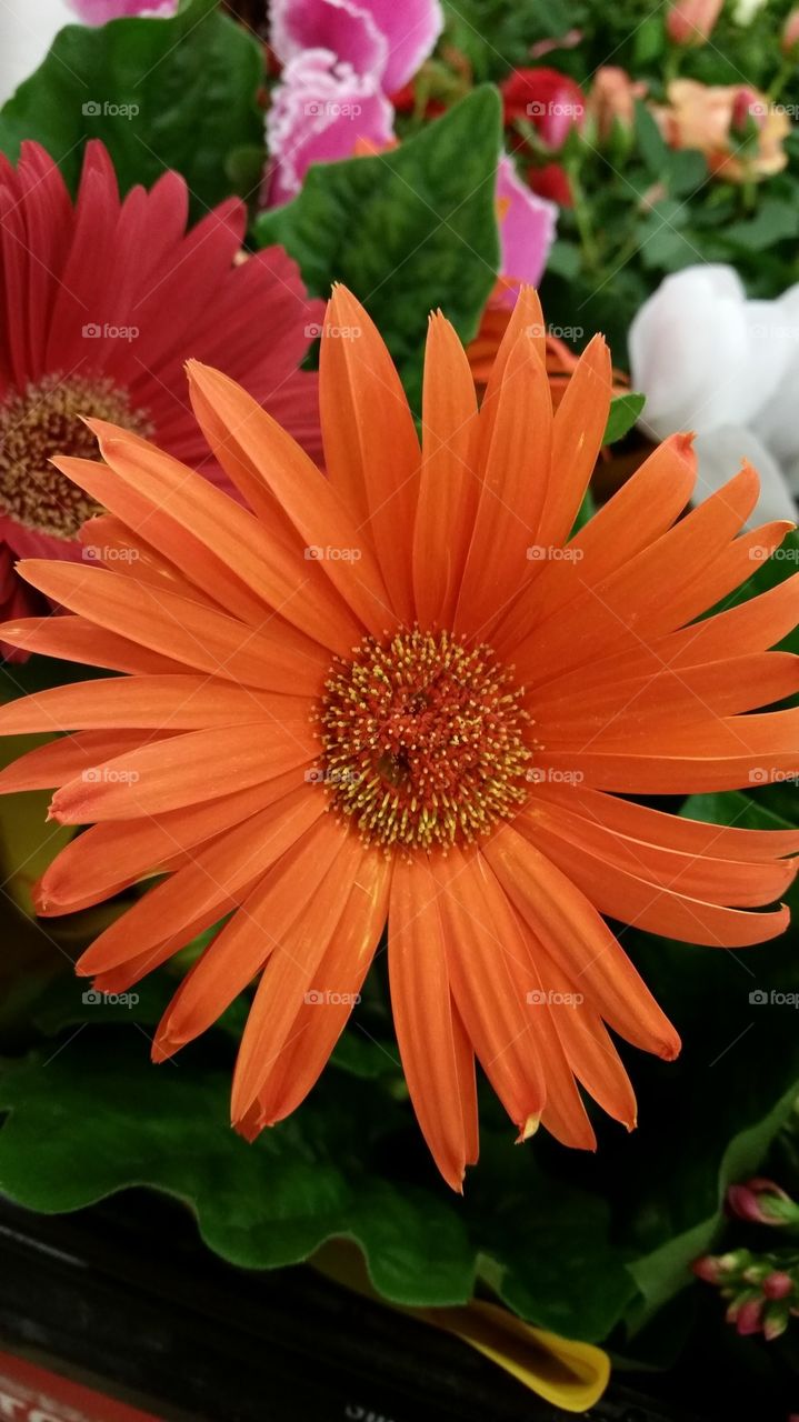 orange daisy