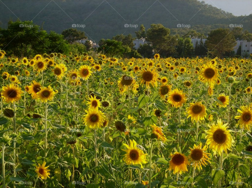 field yellow nature summer by merethe