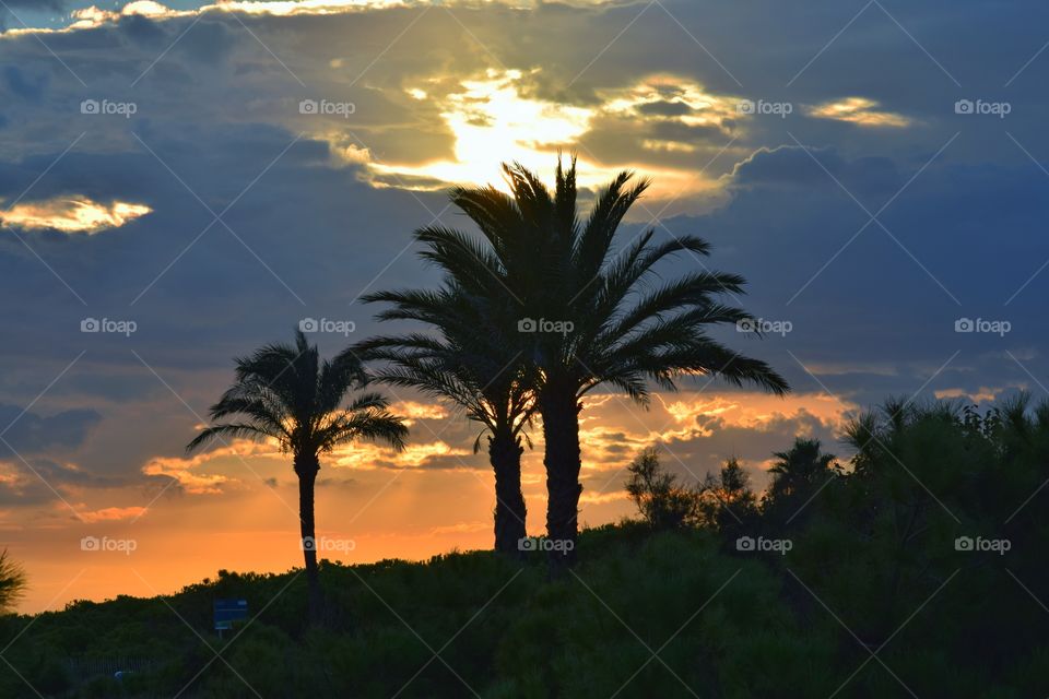 Silhouette of palm trees during beautiful sunset