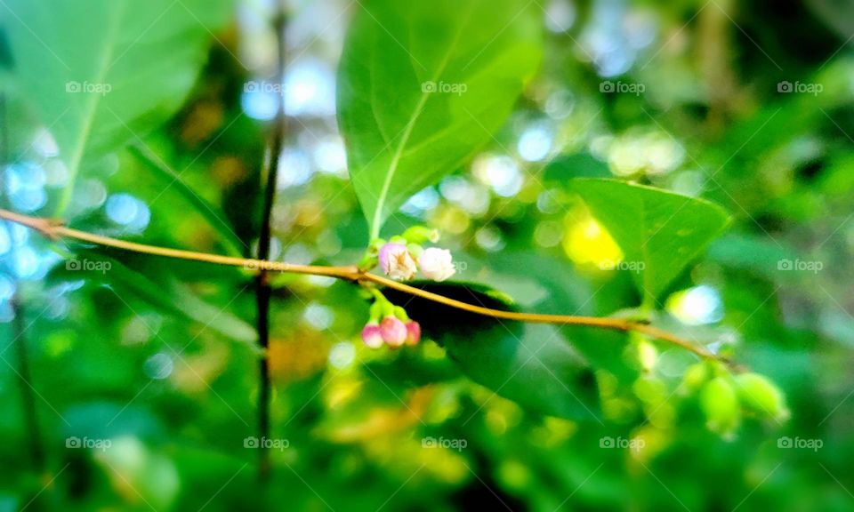 snowberry blossom