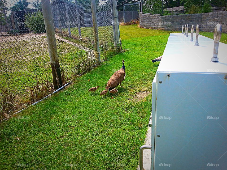 Momma peacock . Fun watching the baby's fallowing the mom