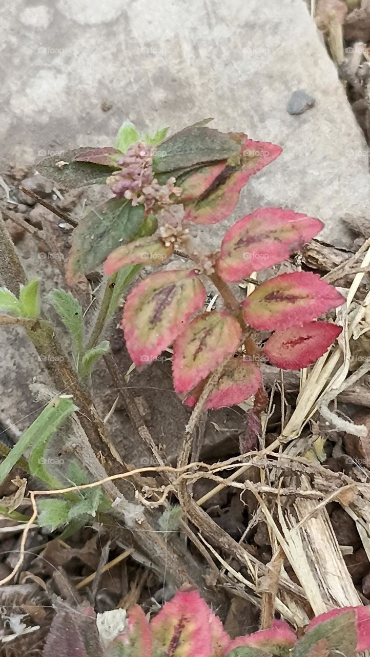 🌿🍃 complementary colours