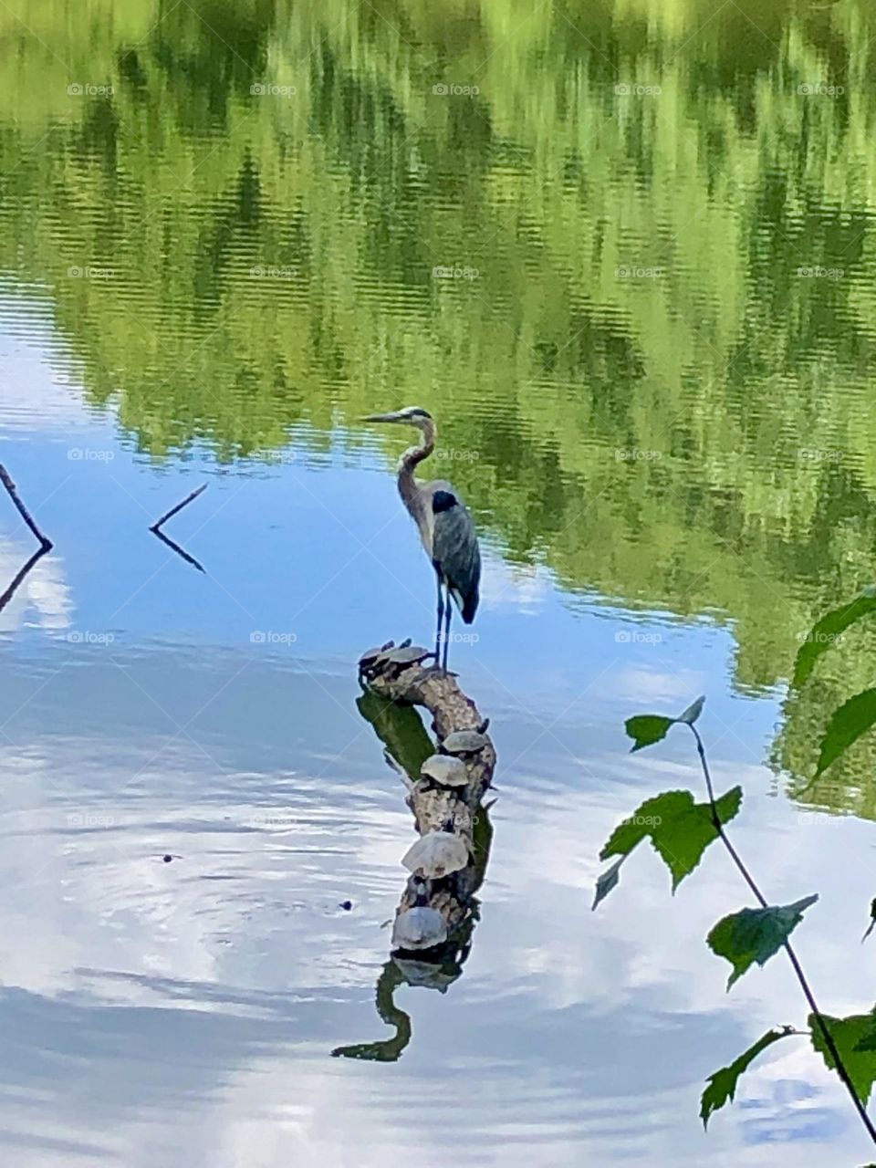 Big bird Egret and Tortoises relaxing / View of the lake  