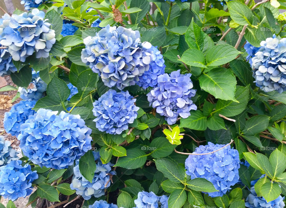hydrangeas