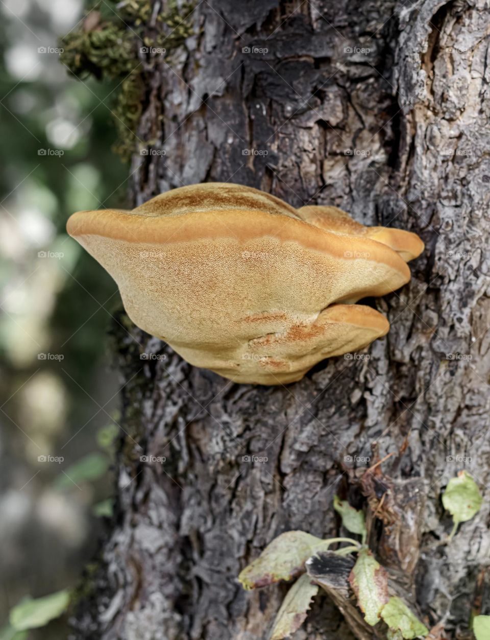 A shaggy bracket fungus growing from an apple tree